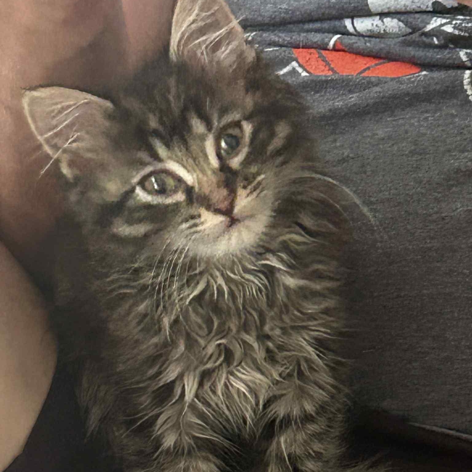 Frosty Swirl - in foster home