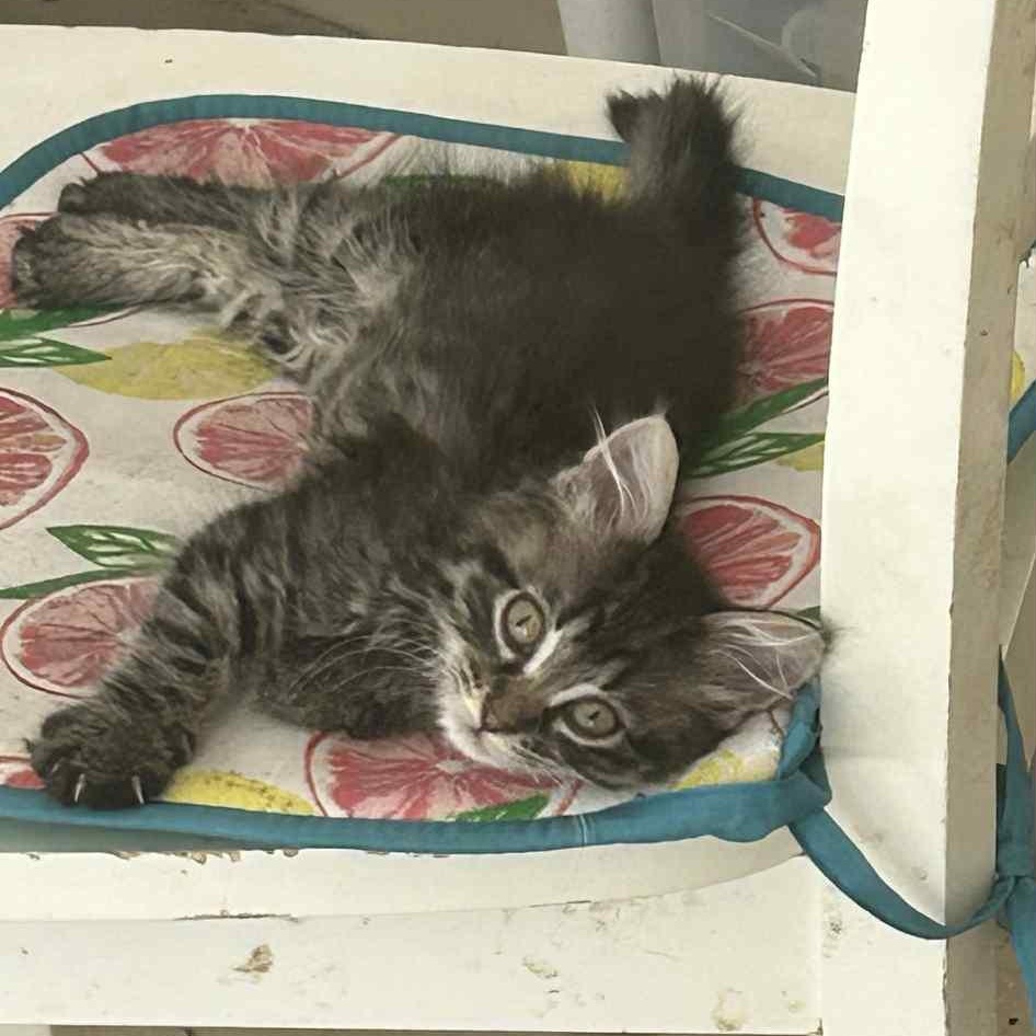 Frosty Swirl - in foster home