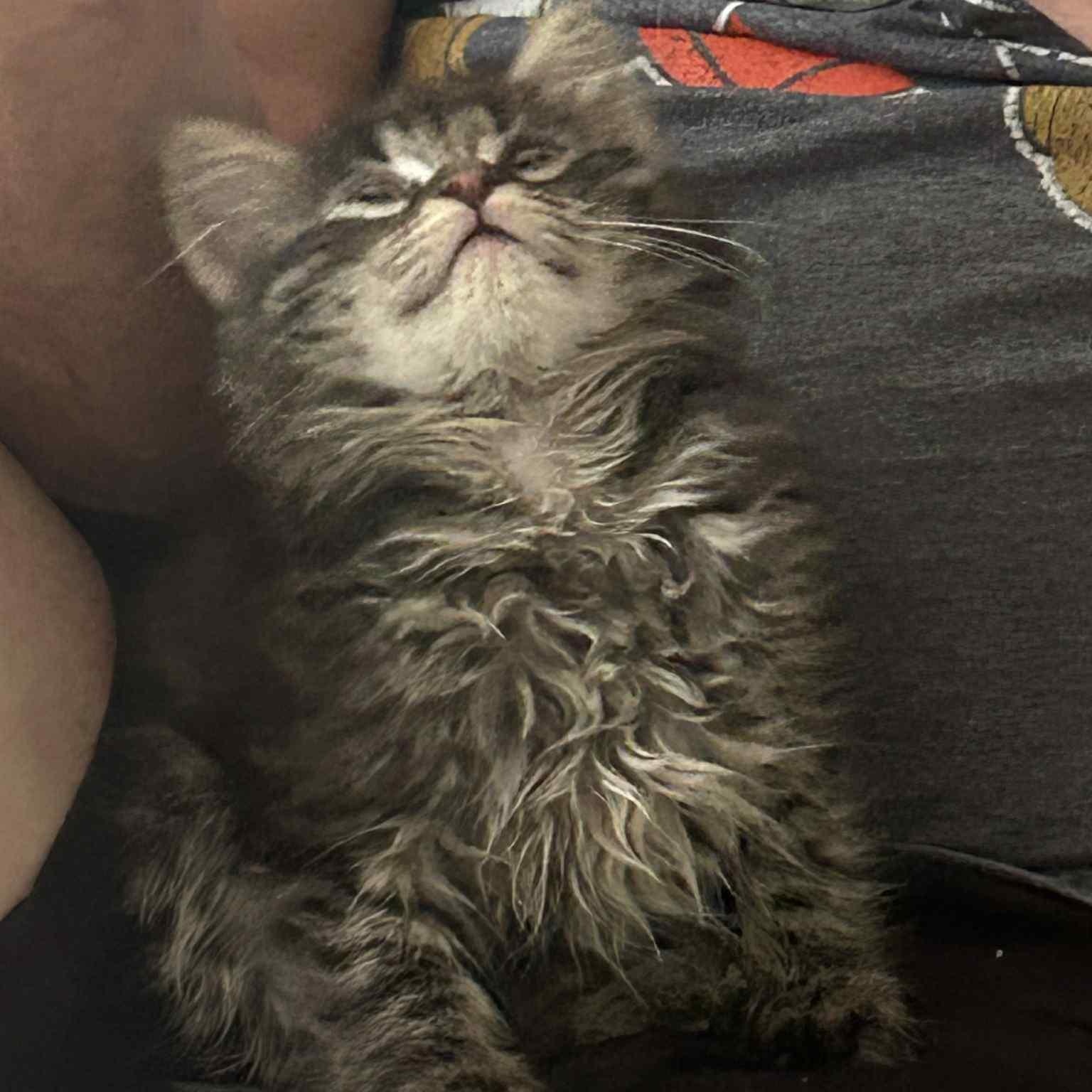 Frosty Swirl - in foster home