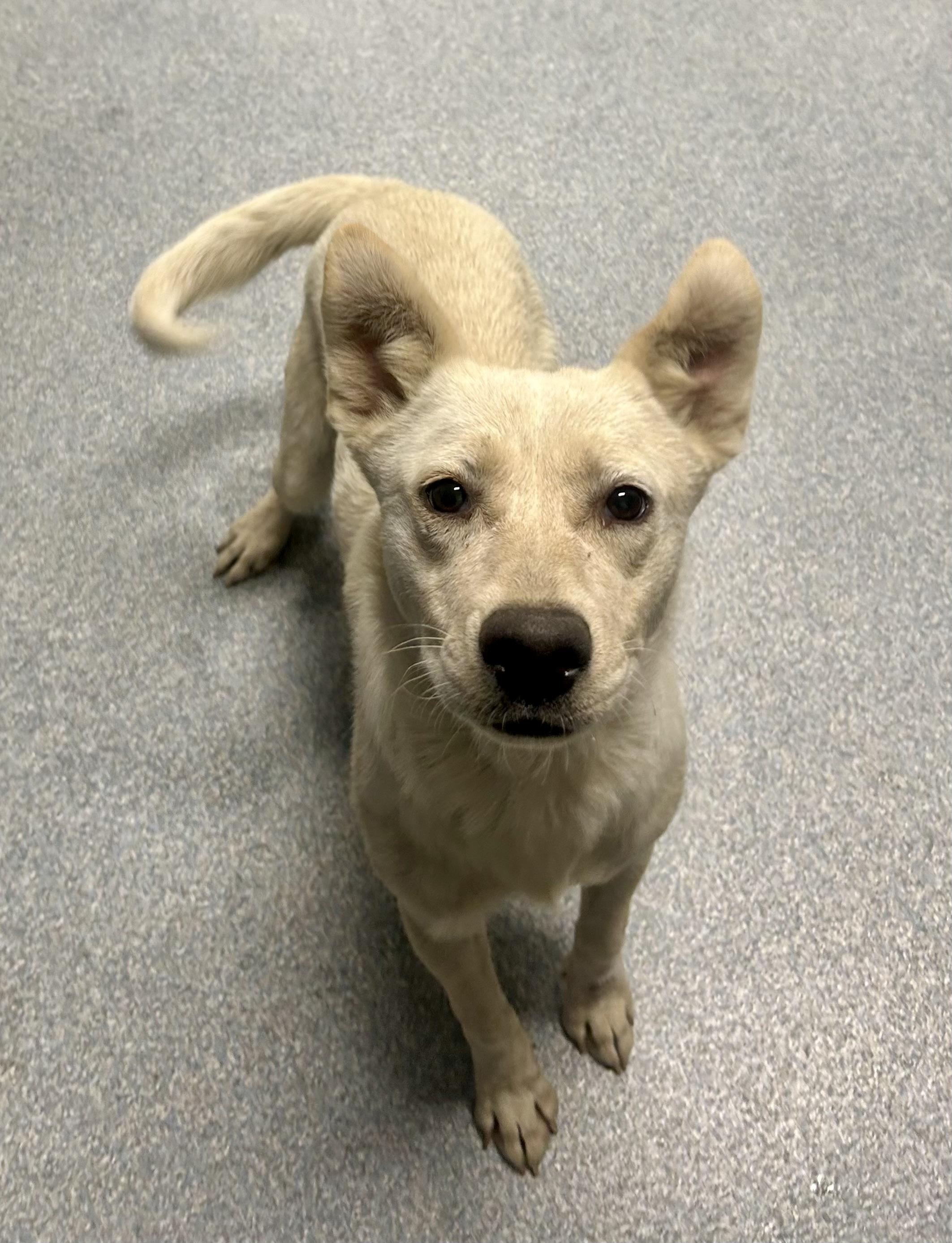 Callie, ADOPTABLE, Adult Female Australian Cattle Dog / Blue Heeler.