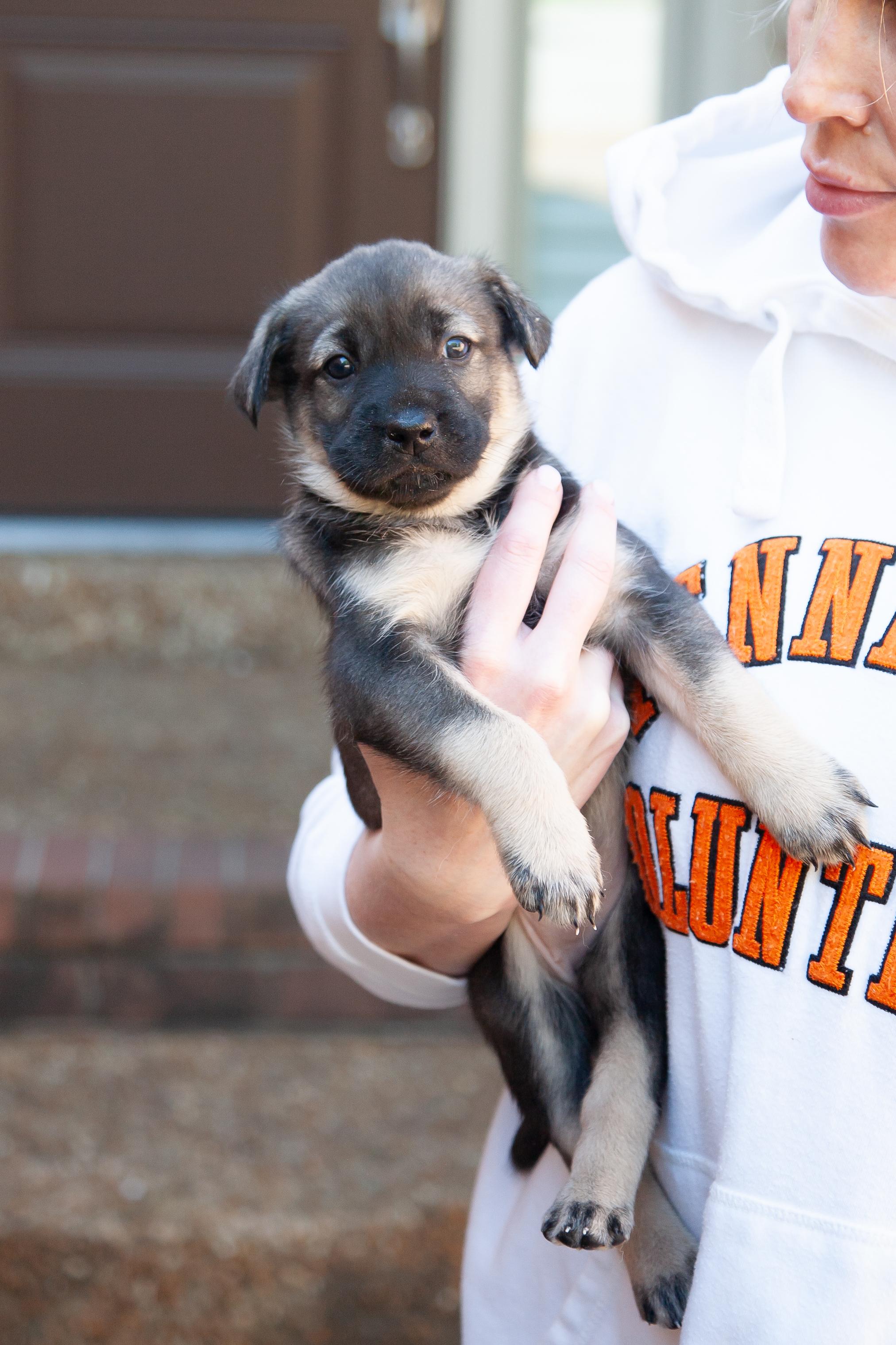 Enlarge Raleigh, a Adoptable Shepherd in Brentwood, TN image 1/1