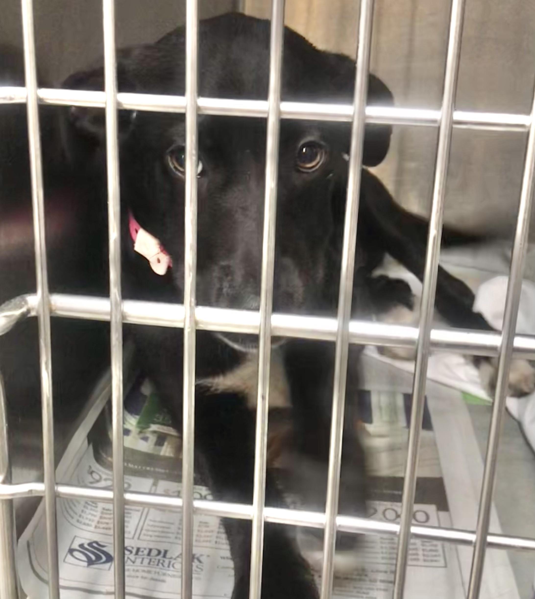 Enlarge Rockfish, a Adoptable mixed breed in Parma, OH image 1/1
