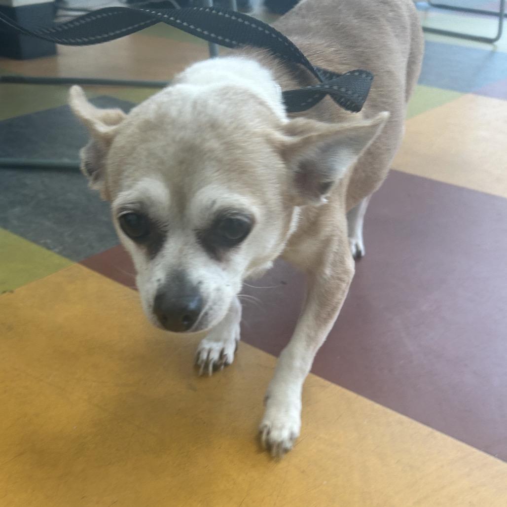 Enlarge Luna, a Adoptable Chihuahua in West Chester, PA image 1/3