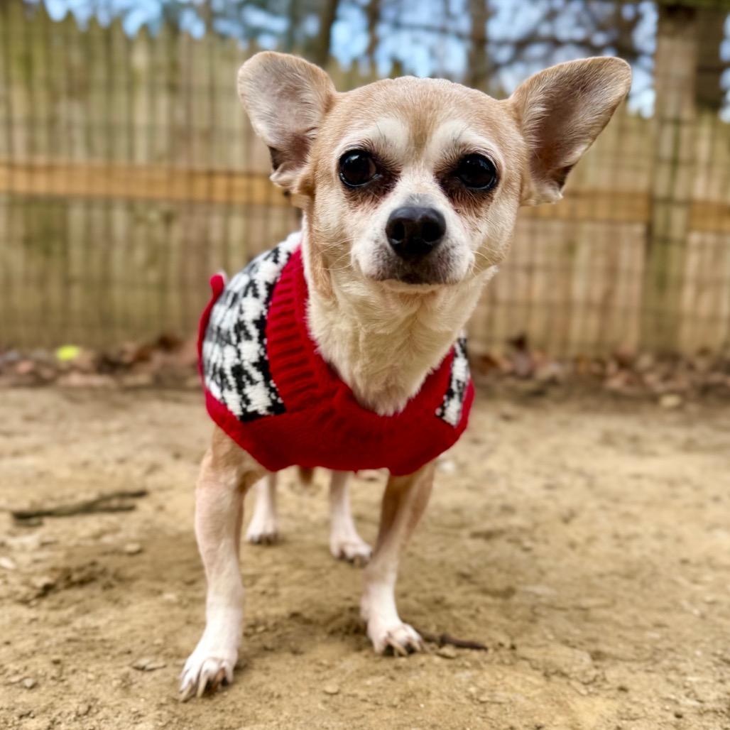 Enlarge Luna, a Adoptable Chihuahua in West Chester, PA image 3/3