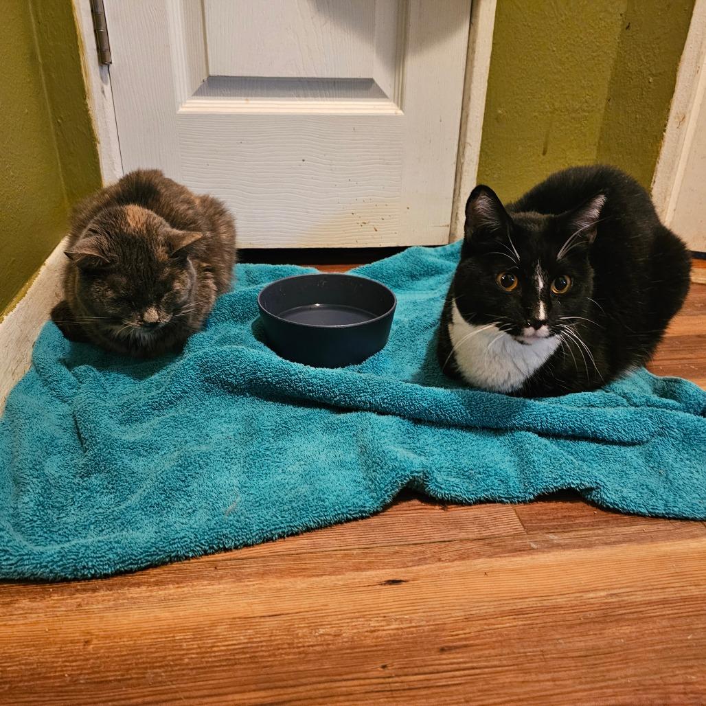 Enlarge Sox, a Adoptable Domestic Short Hair in Union, MO image 1/6