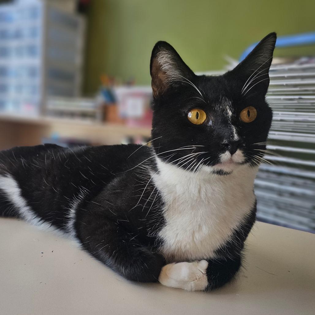 Enlarge Sox, a Adoptable Domestic Short Hair in Union, MO image 2/6