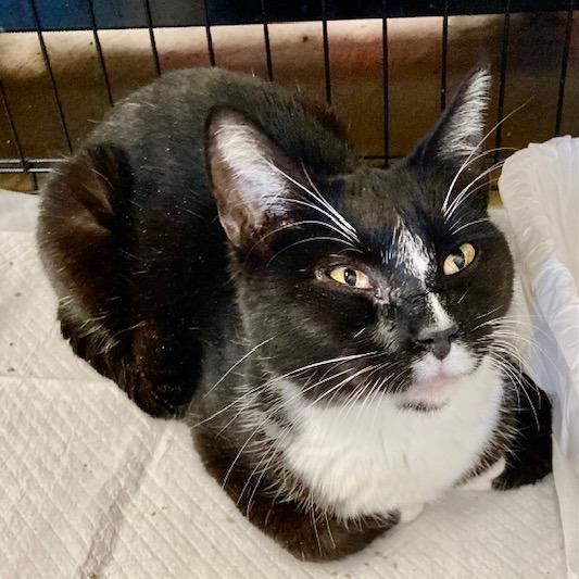 Enlarge Sox, a Adoptable Domestic Short Hair in Union, MO image 3/6