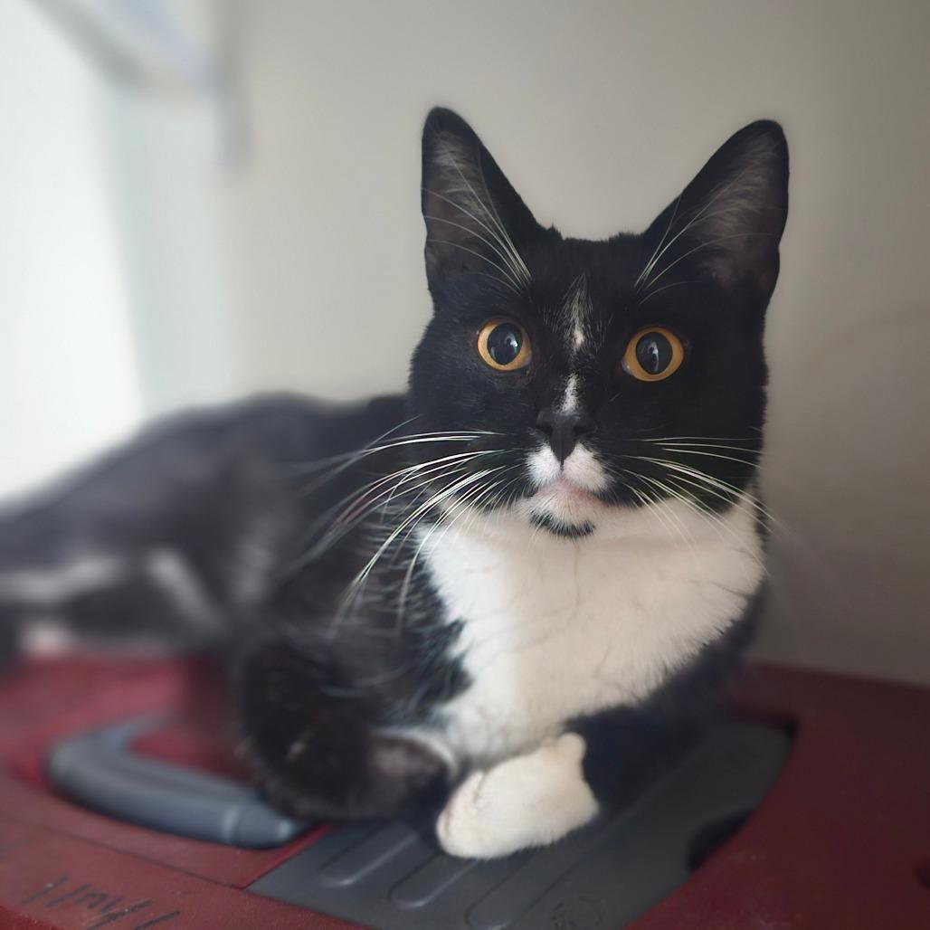 Enlarge Sox, a Adoptable Domestic Short Hair in Union, MO image 4/6