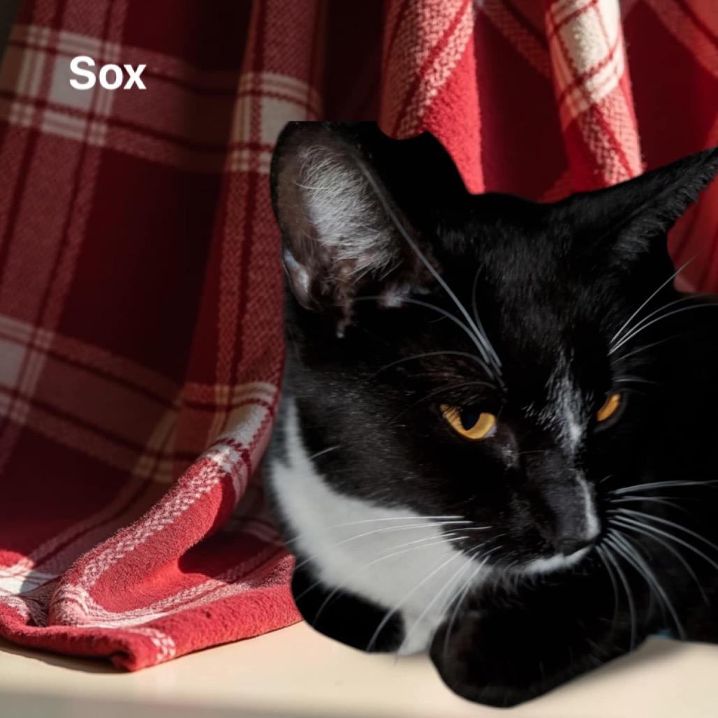 Enlarge Sox, a Adoptable Domestic Short Hair in Union, MO image 5/6