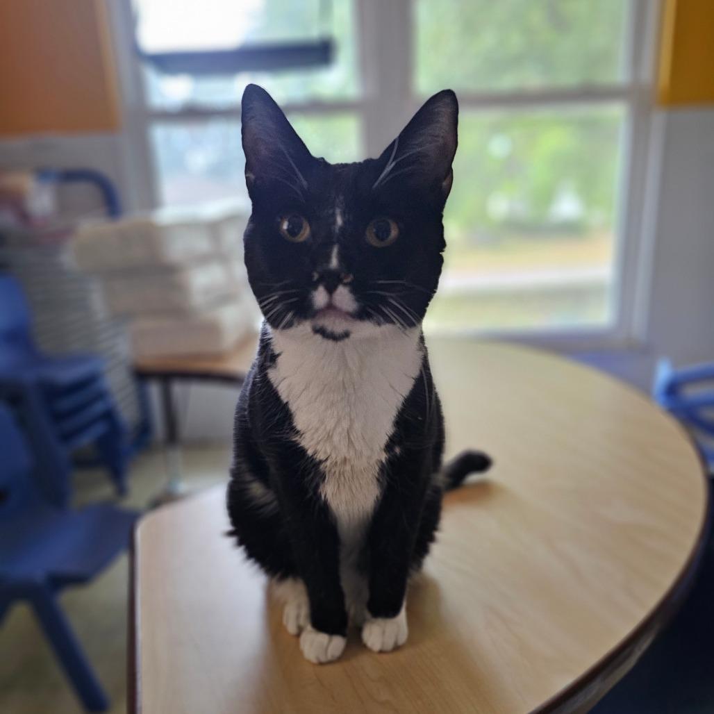 Enlarge Sox, a Adoptable Domestic Short Hair in Union, MO image 6/6