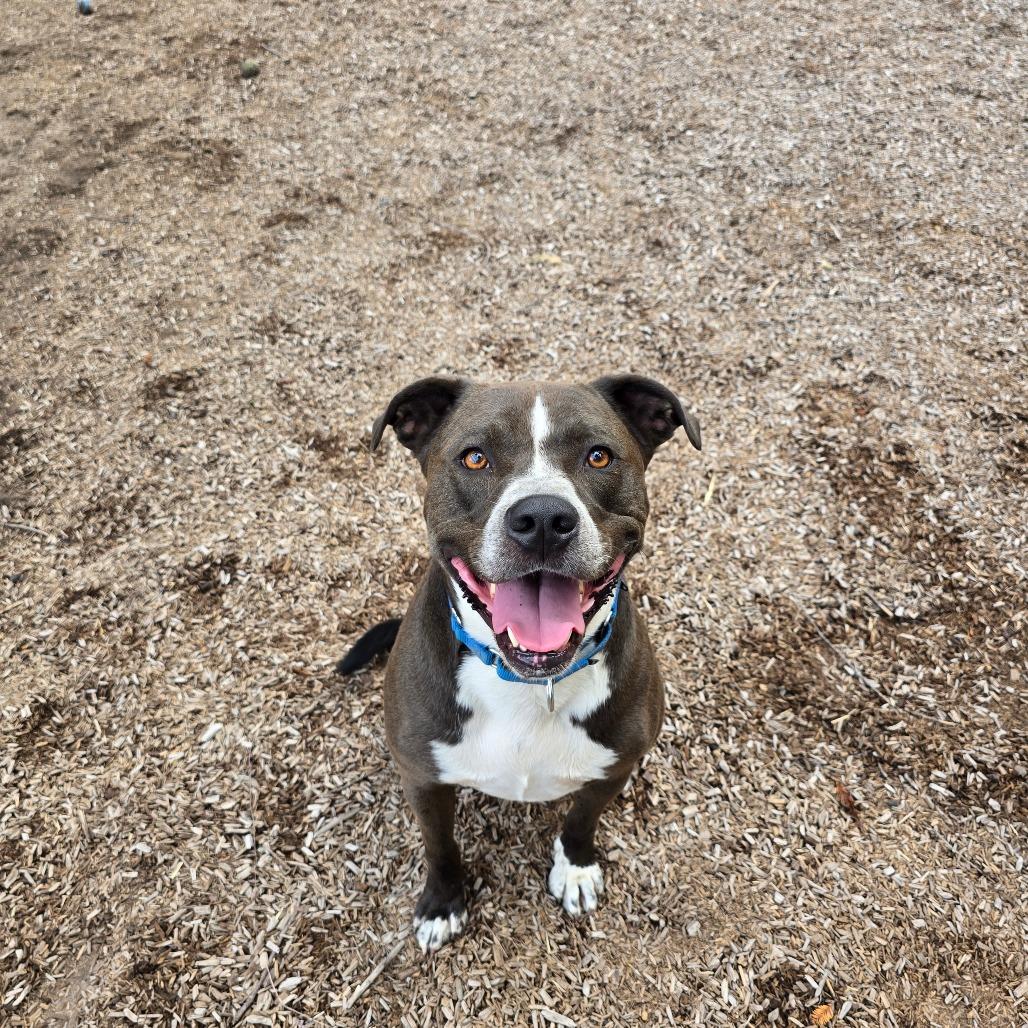 Alex, a Adoptable Mixed Breed in Fort Bragg, CA image 1/6