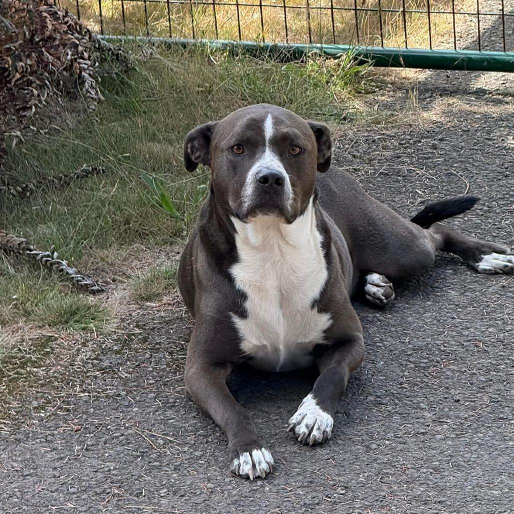 Alex, a Adoptable Mixed Breed in Fort Bragg, CA image 4/6
