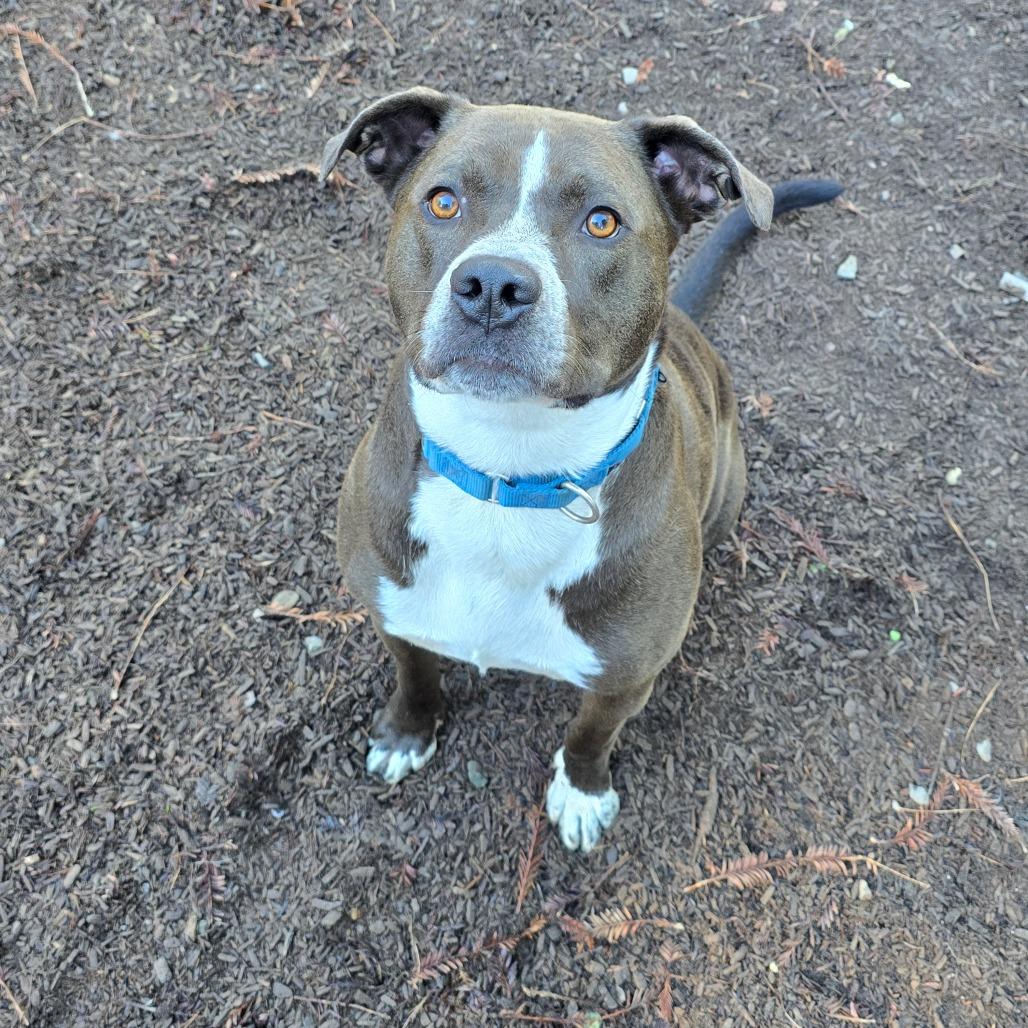 Alex, a Adoptable Mixed Breed in Fort Bragg, CA image 5/6