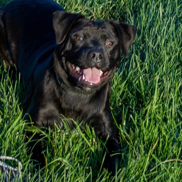 HARLEY, Adoptable, Young Male Labrador Retriever.