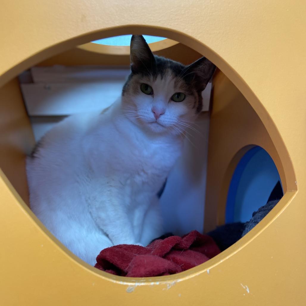 Madeline, Adoptable, Adult Female Domestic Short Hair.