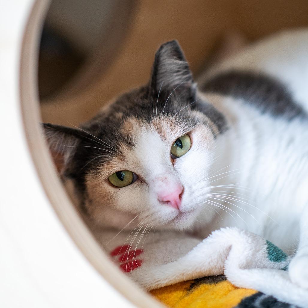 Enlarge Madeline, a Adoptable Domestic Short Hair in Albuquerque, NM image 2/3