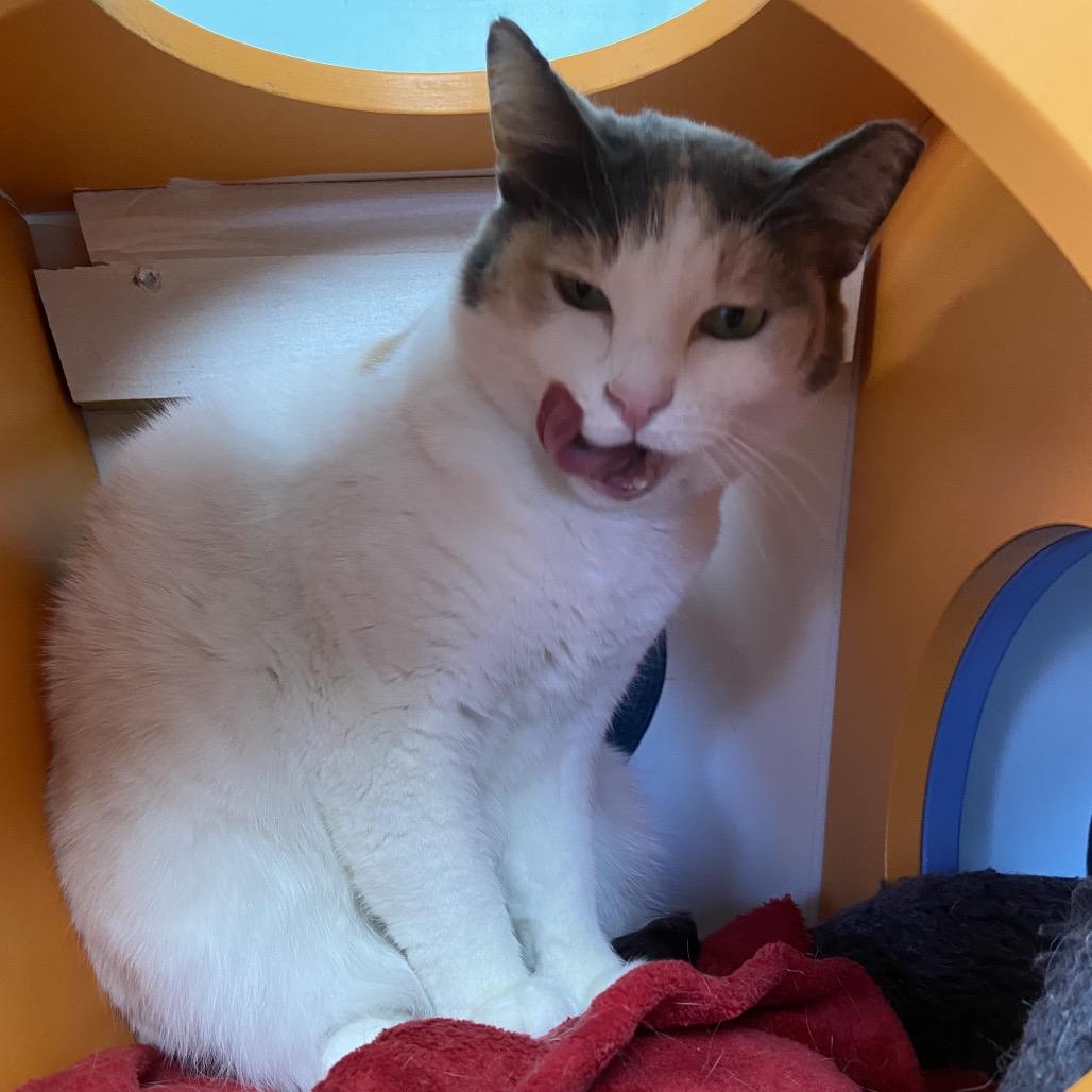 Enlarge Madeline, a Adoptable Domestic Short Hair in Albuquerque, NM image 3/3