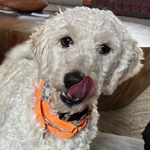 Enlarge Bebo , an adopted mixed breed in Potomac, MD image 2/5