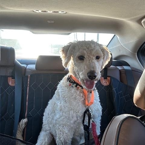 Enlarge Bebo , an adopted mixed breed in Potomac, MD image 3/5