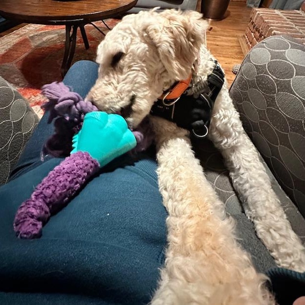 Enlarge Bebo , an adopted mixed breed in Potomac, MD image 4/5