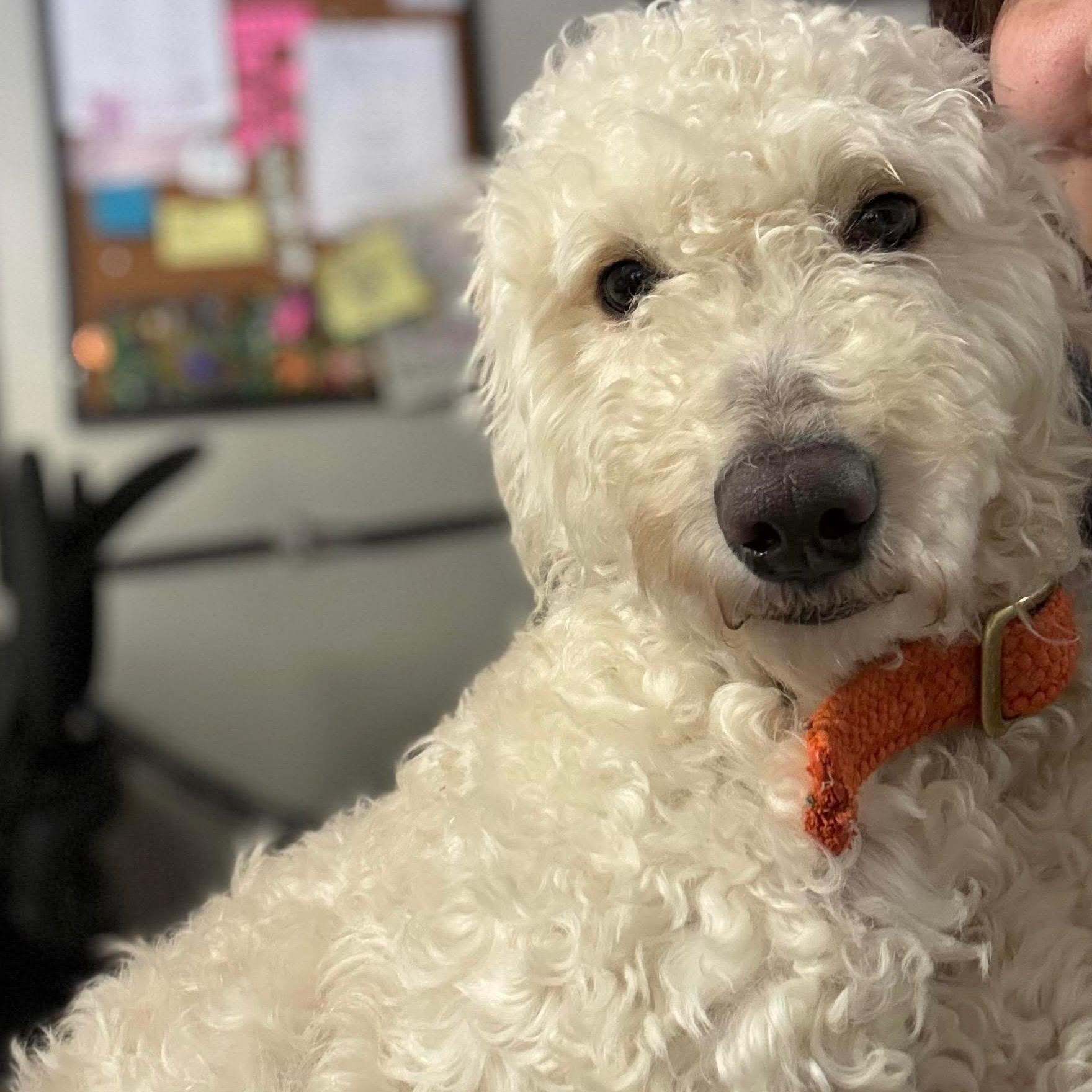 Bebo , adopted, Young Male Poodle.