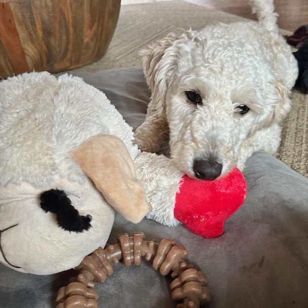 Enlarge Bebo , an adopted mixed breed in Potomac, MD image 5/5