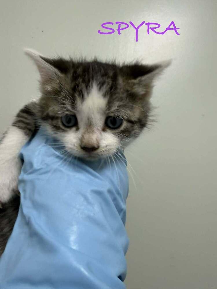 Enlarge Spyra, a Adopted Domestic Short Hair in Evansville, IN image 1/1