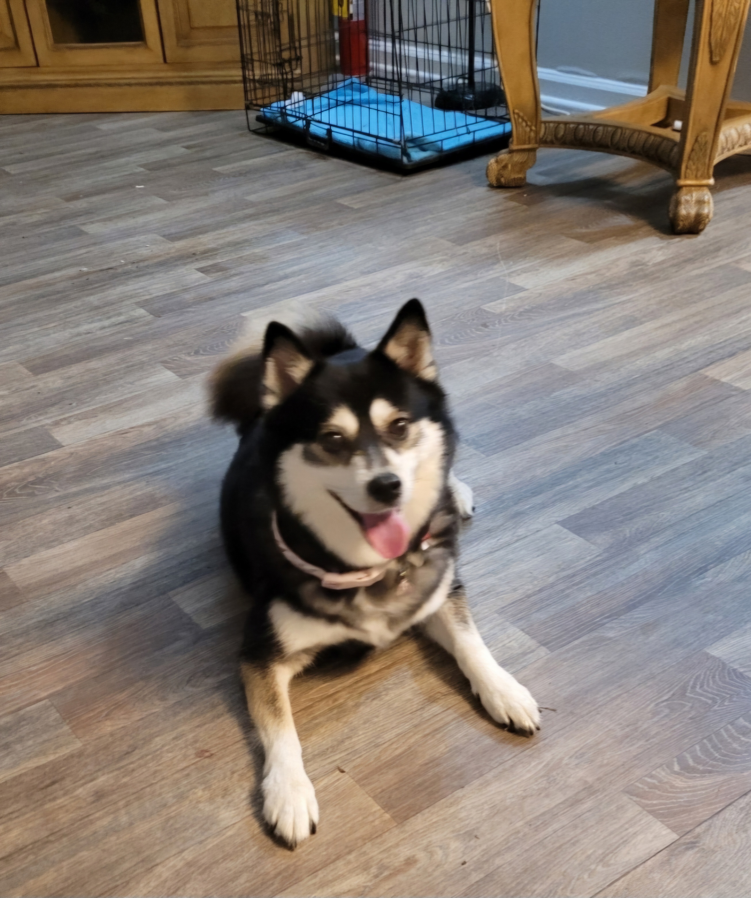 Enlarge Zsa Zsa ( Gabor :-) - Little Queen who will tug your heart strings, a Adopted Husky in Marietta, GA image 2/5