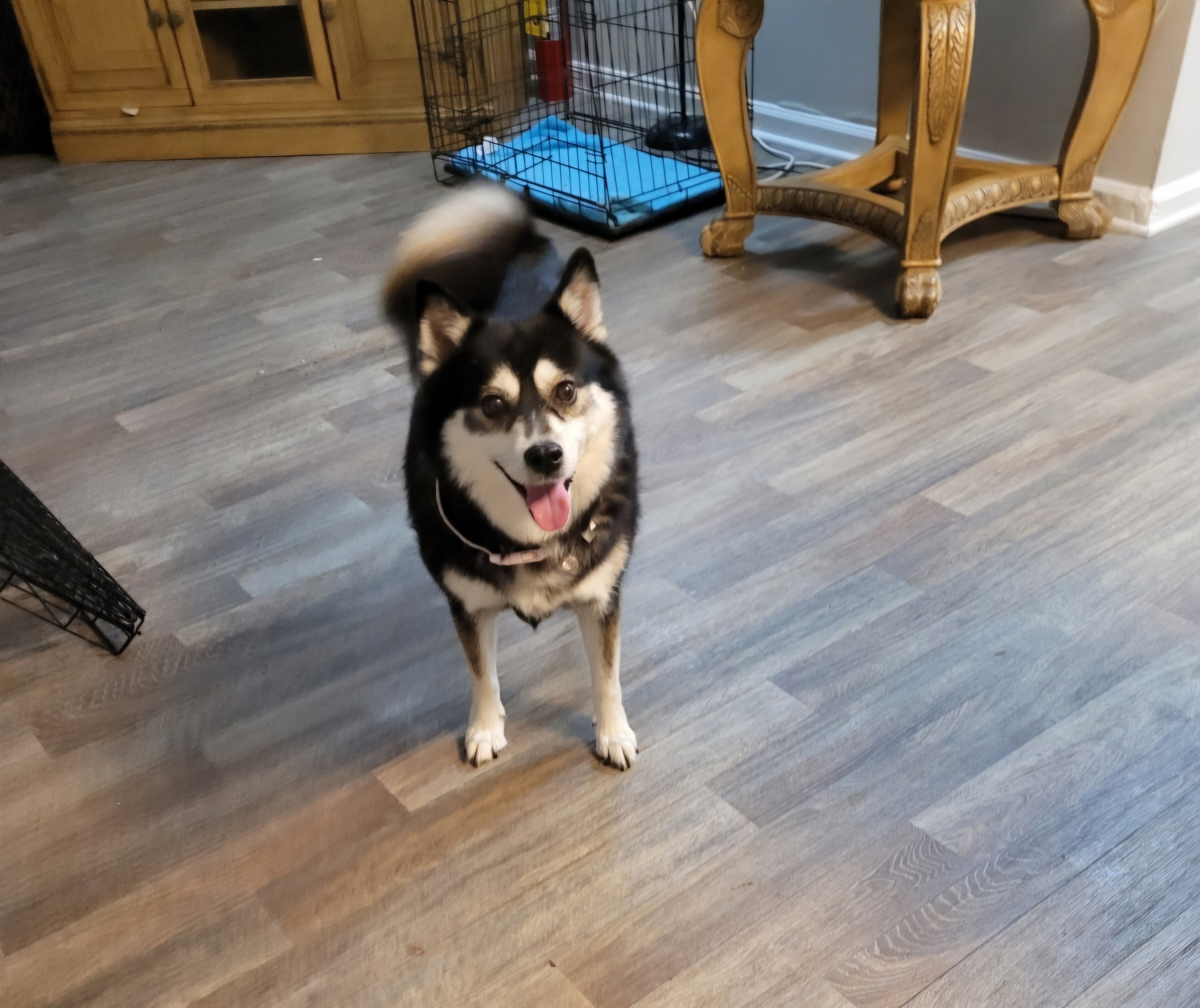 Enlarge Zsa Zsa ( Gabor :-) - Little Queen who will tug your heart strings, a Adopted Husky in Marietta, GA image 3/5