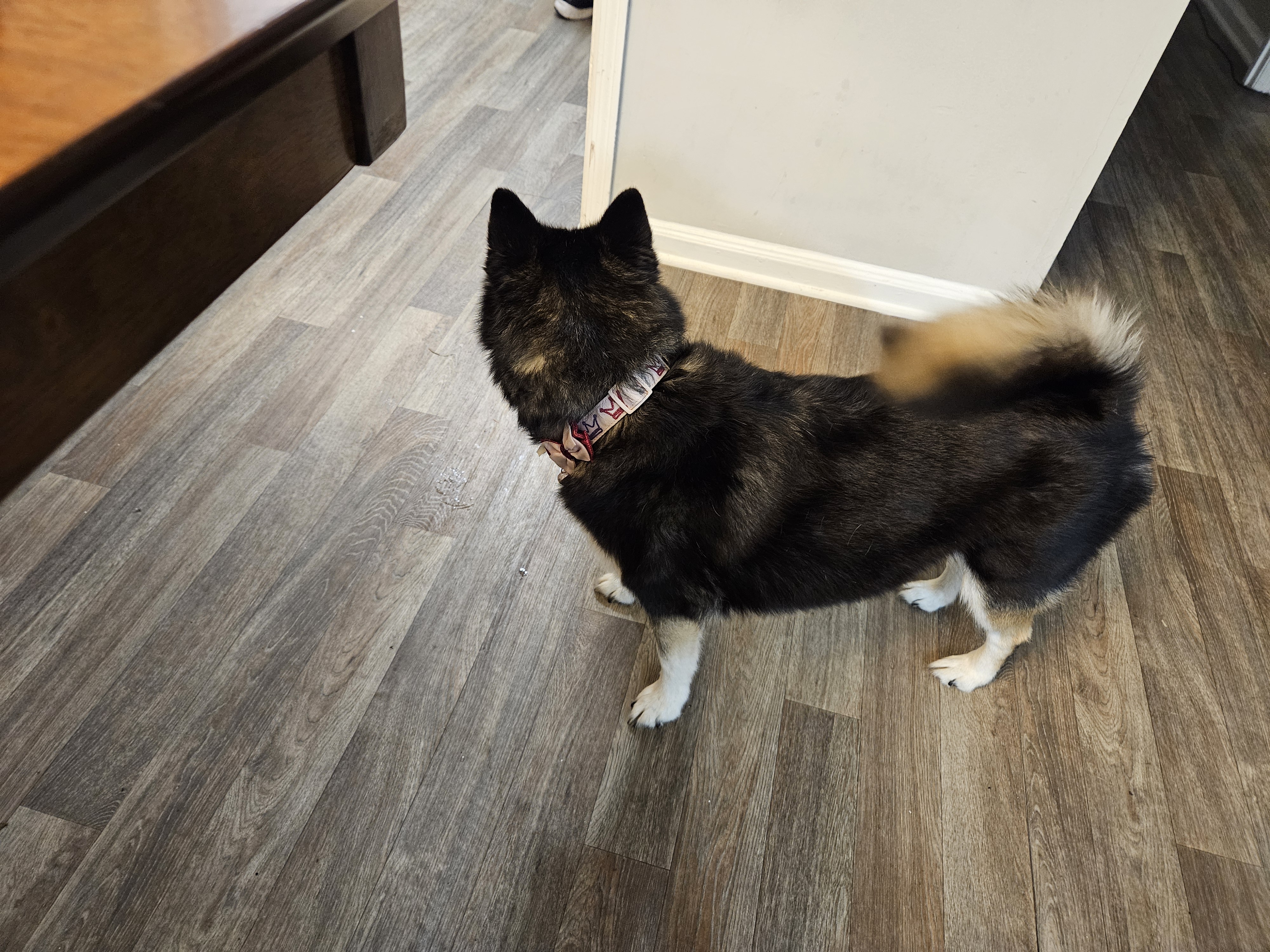 Enlarge Zsa Zsa ( Gabor :-) - Little Queen who will tug your heart strings, a Adopted Husky in Marietta, GA image 5/5