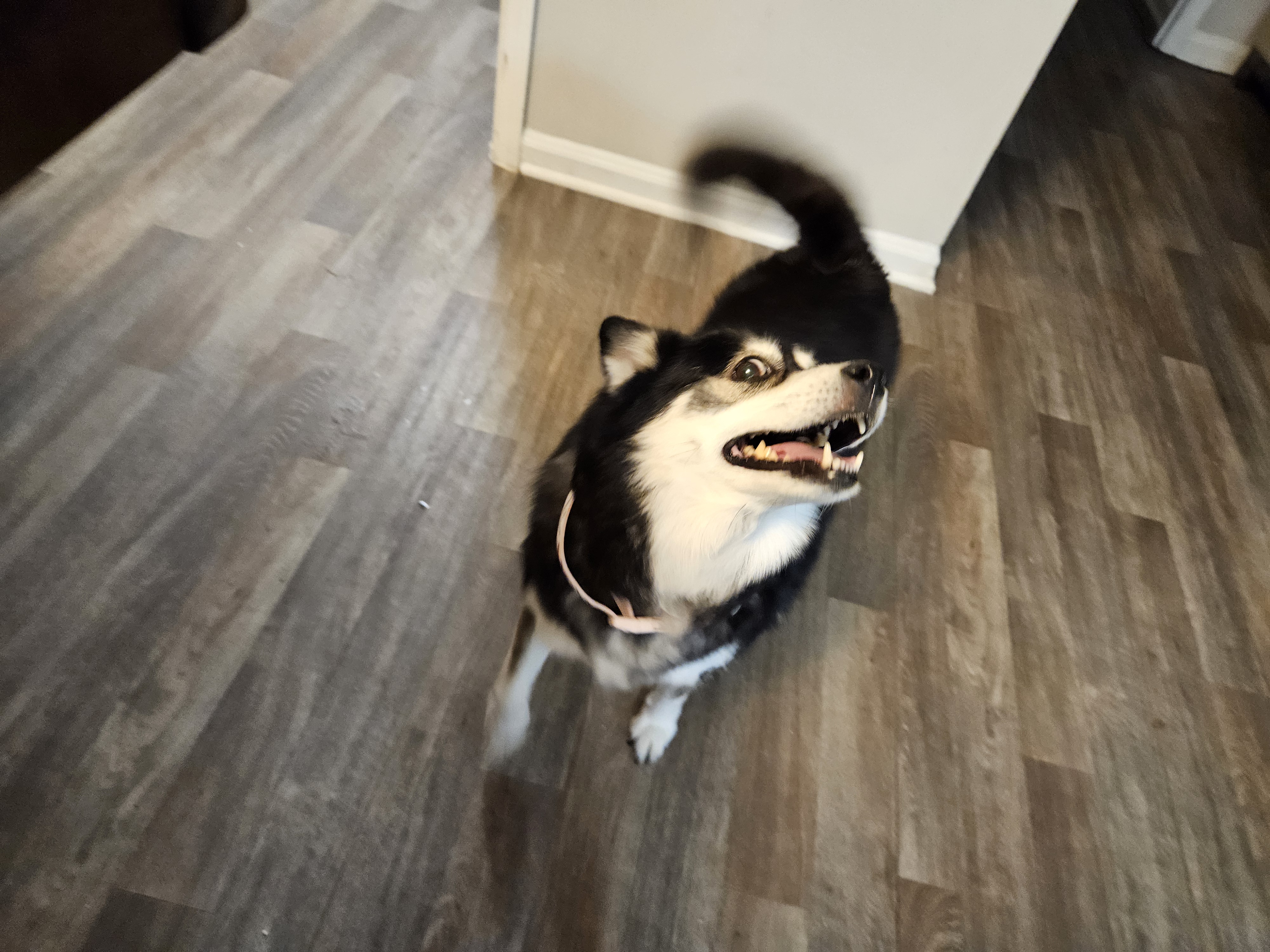 Enlarge Zsa Zsa ( Gabor :-) - Little Queen who will tug your heart strings, a Adopted Husky in Marietta, GA image 4/5