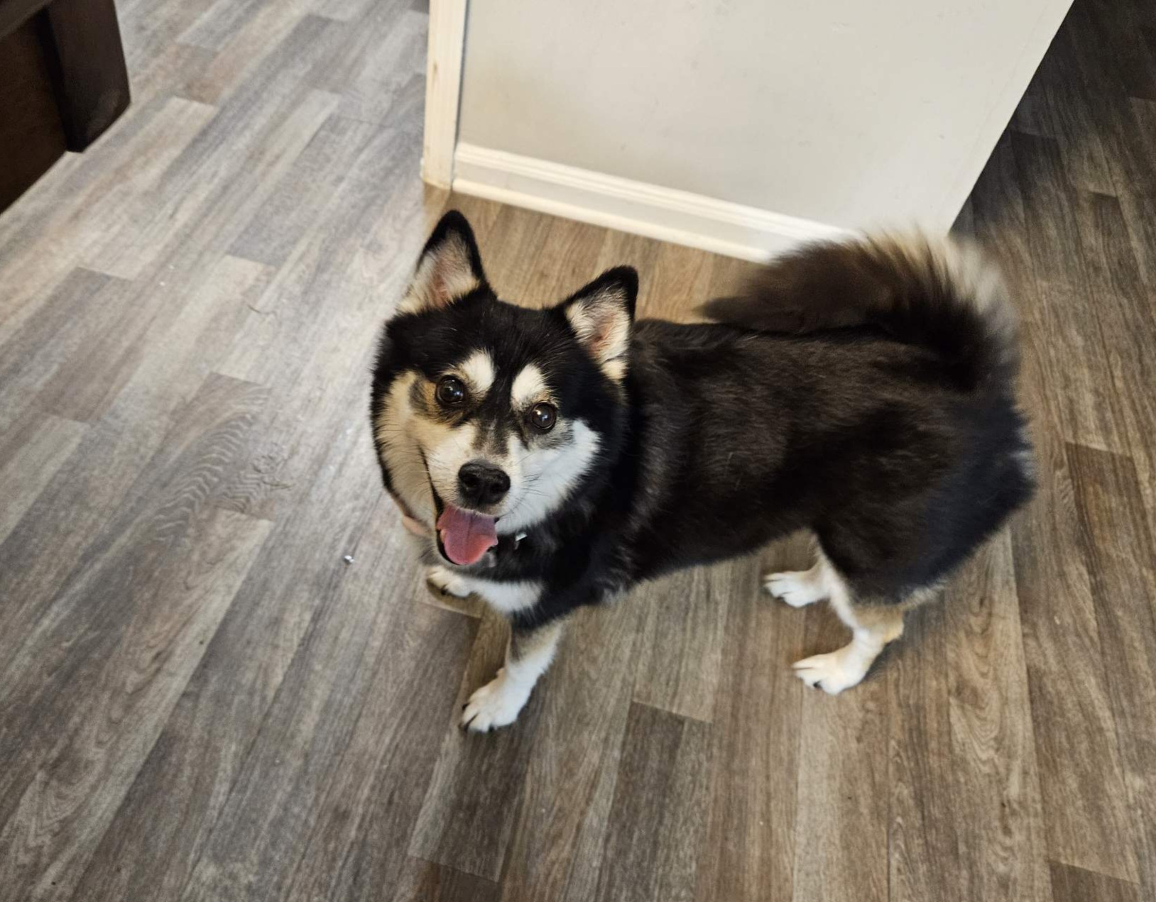 Zsa Zsa ( Gabor :-) - Little Queen who will tug your heart strings, Adopted, Adult Female Husky.