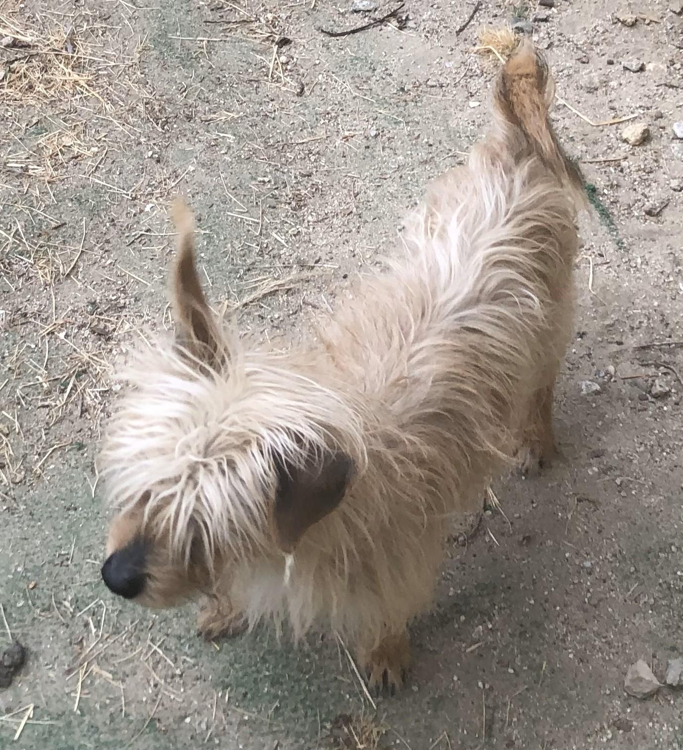 Enlarge Flamas, a Adopted mixed breed in Lancaster, CA image 1/1