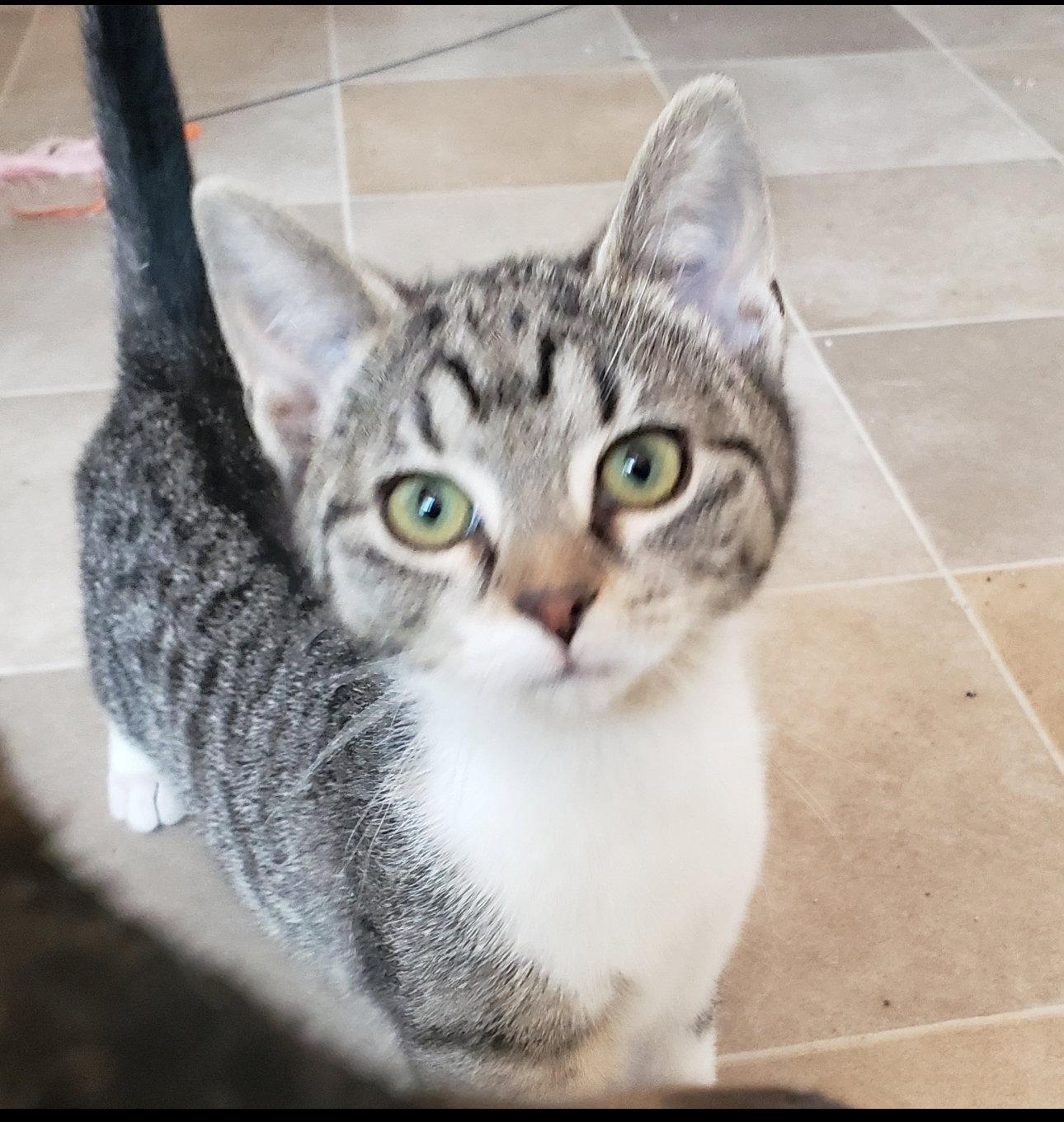 **Gypsy, Adopted, Kitten Female Domestic Short Hair.