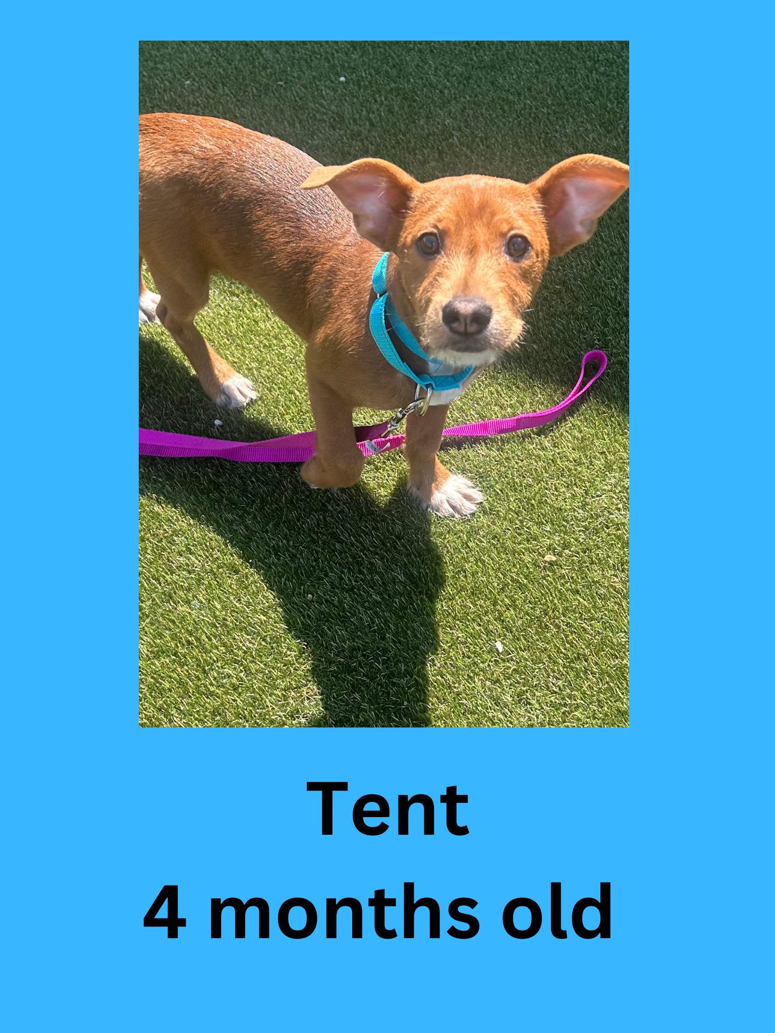 Tent, adopted, Young Male Terrier.