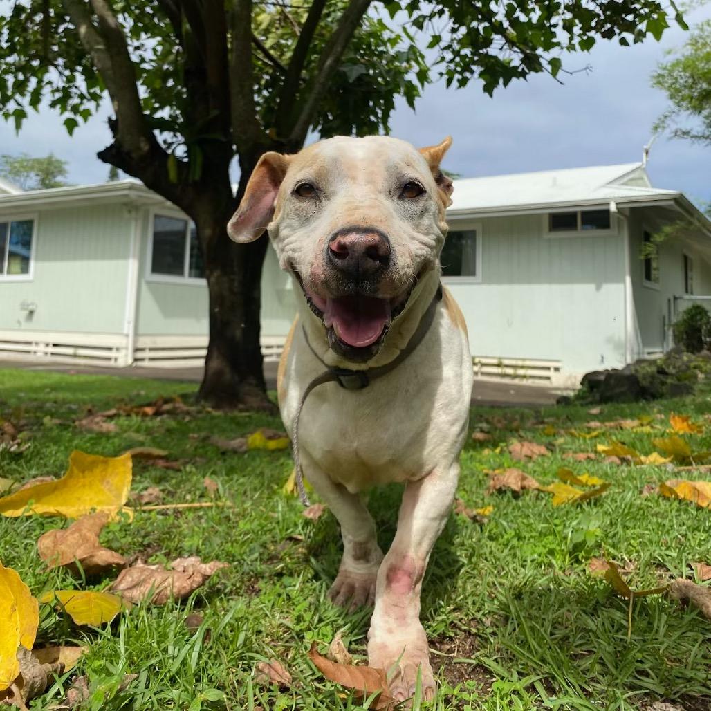 Enlarge Yoda, a Adoptable Mixed Breed in Keaau, HI image 1/2