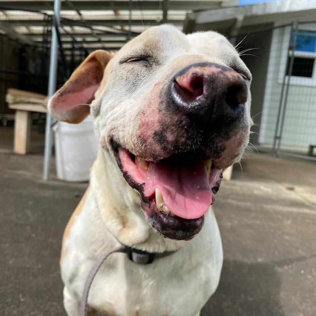 Enlarge Yoda, a Adoptable Mixed Breed in Keaau, HI image 2/2