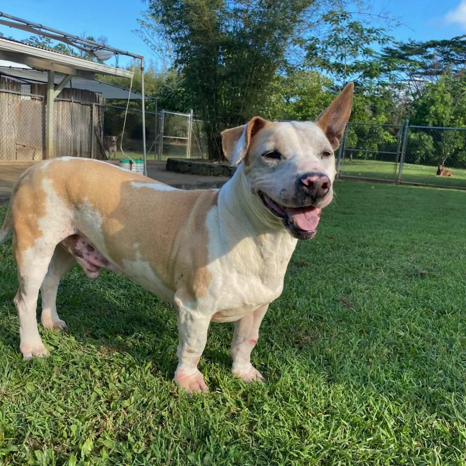 Enlarge Yoda, a Adoptable Mixed Breed in Keaau, HI image 3/6