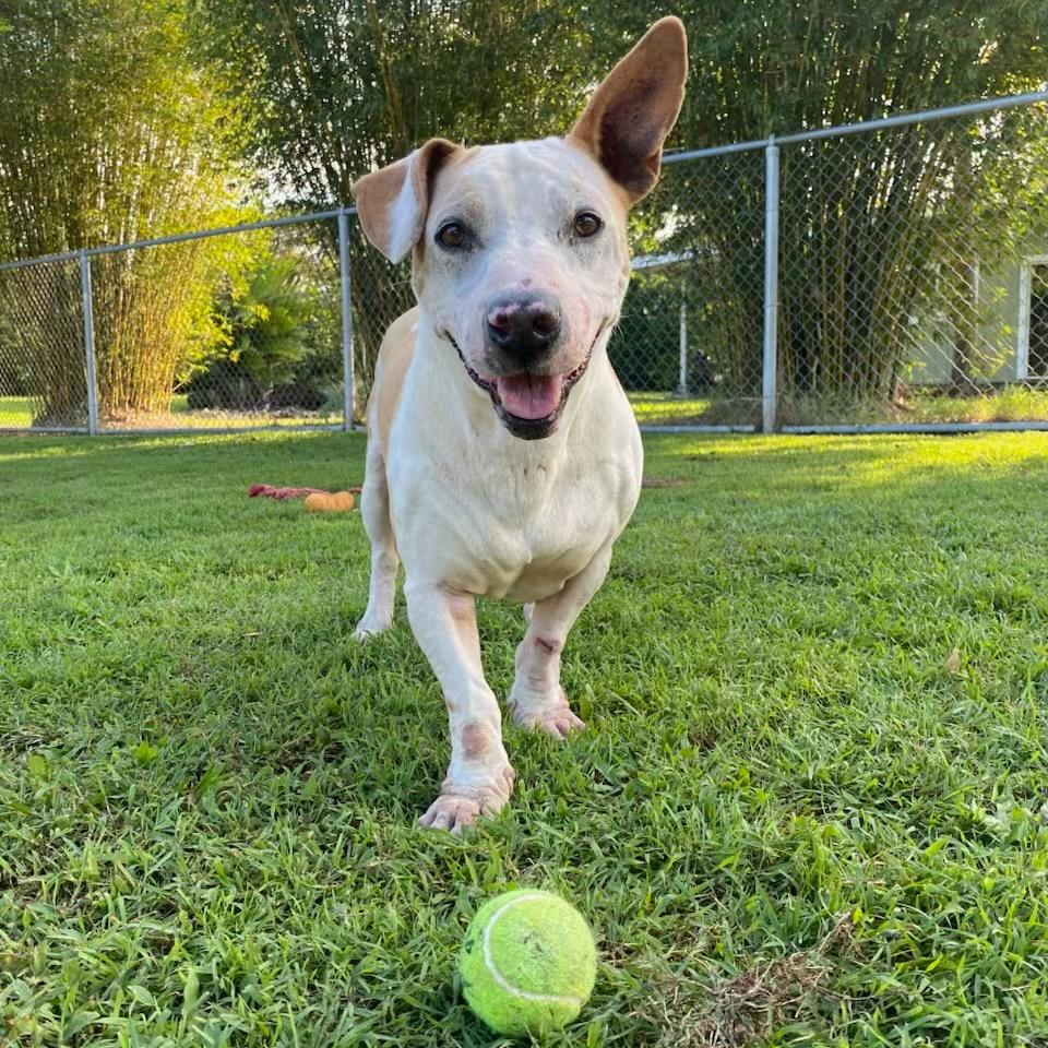 Enlarge Yoda, a Adoptable Mixed Breed in Keaau, HI image 5/6