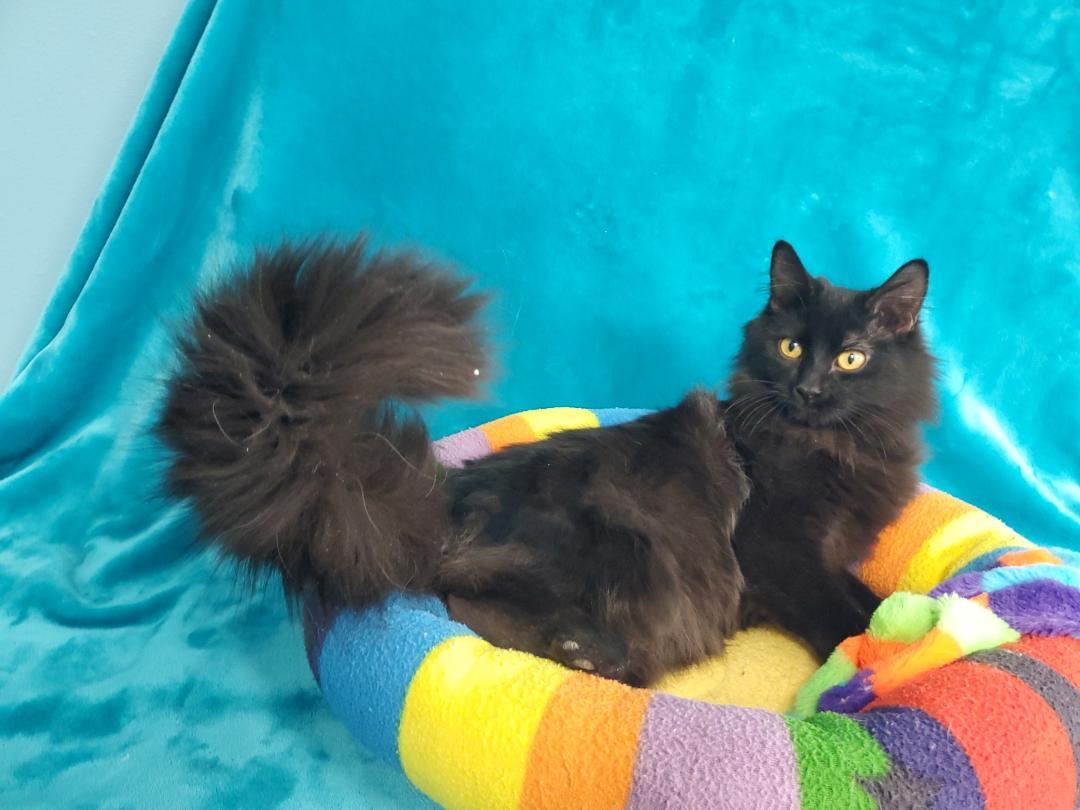 Preston, Adopted, Young Male Domestic Long Hair.