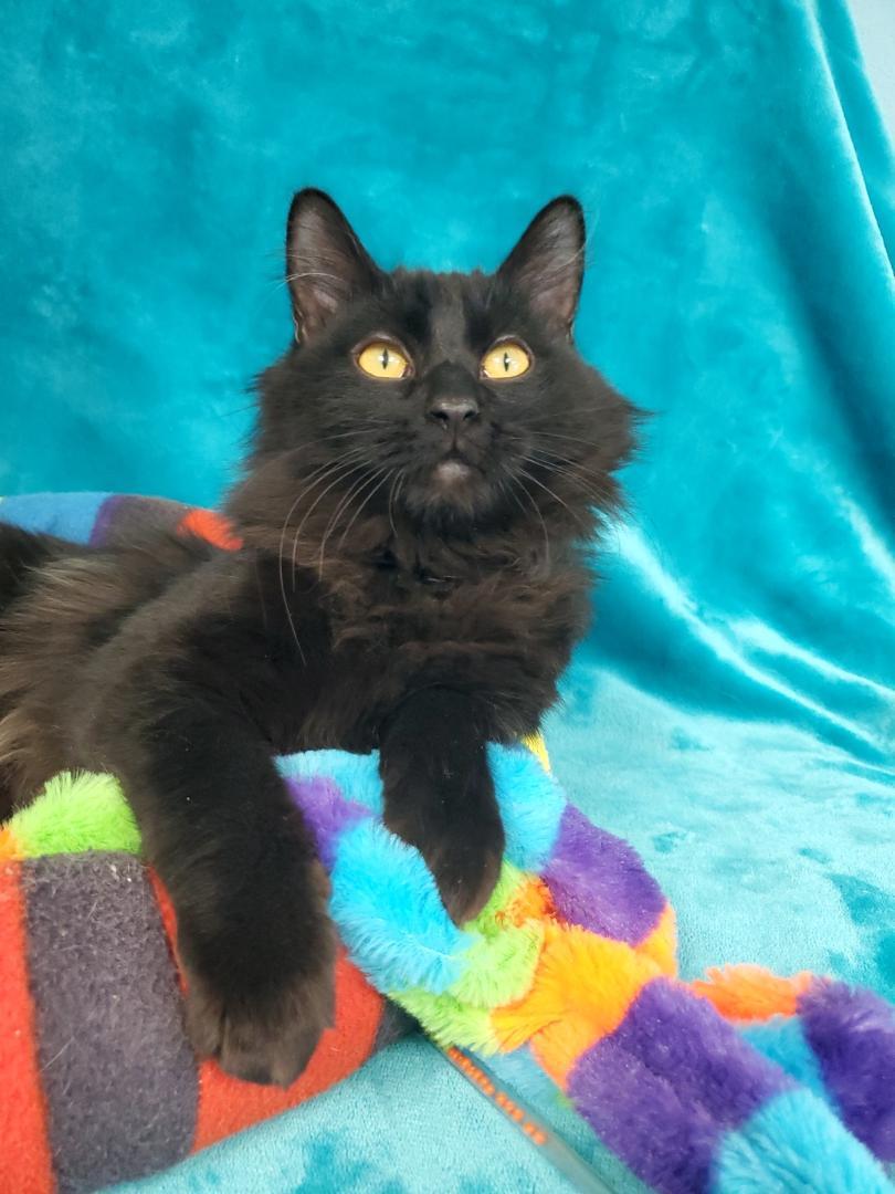 Preston, a Adopted Domestic Long Hair in Greenville, IL image 2/2