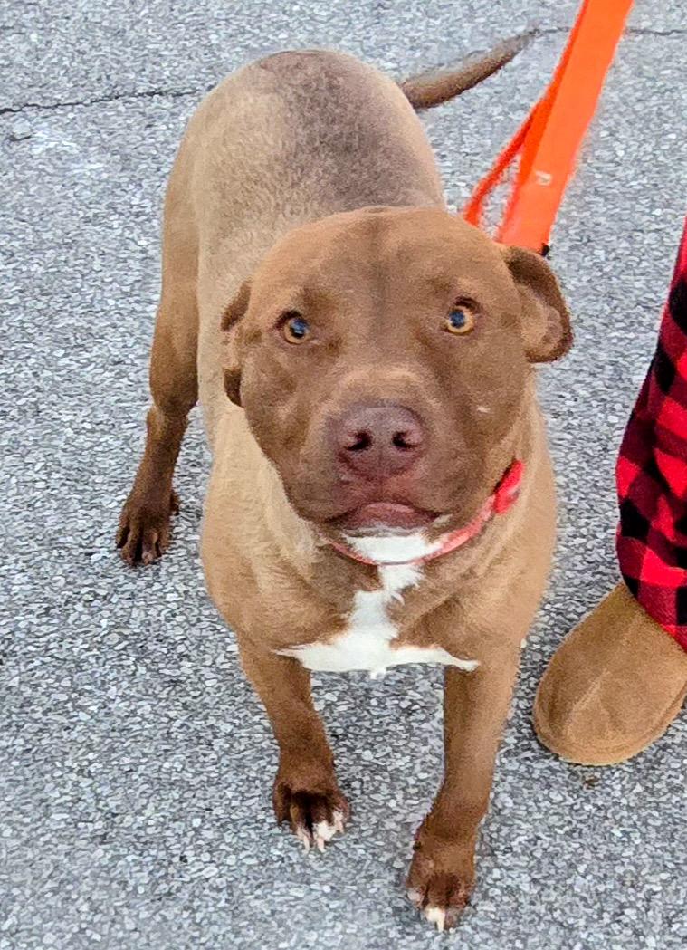 MESA, an adopted mixed breed in Scottsburg, IN image 3/3