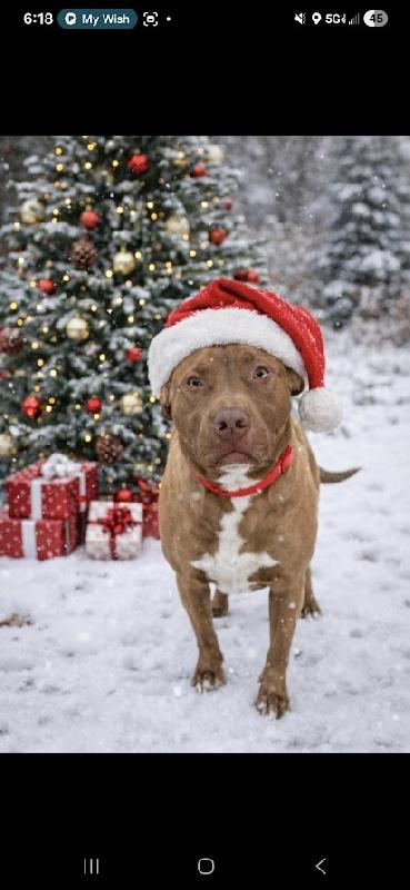 MESA, an adopted mixed breed in Scottsburg, IN image 2/3