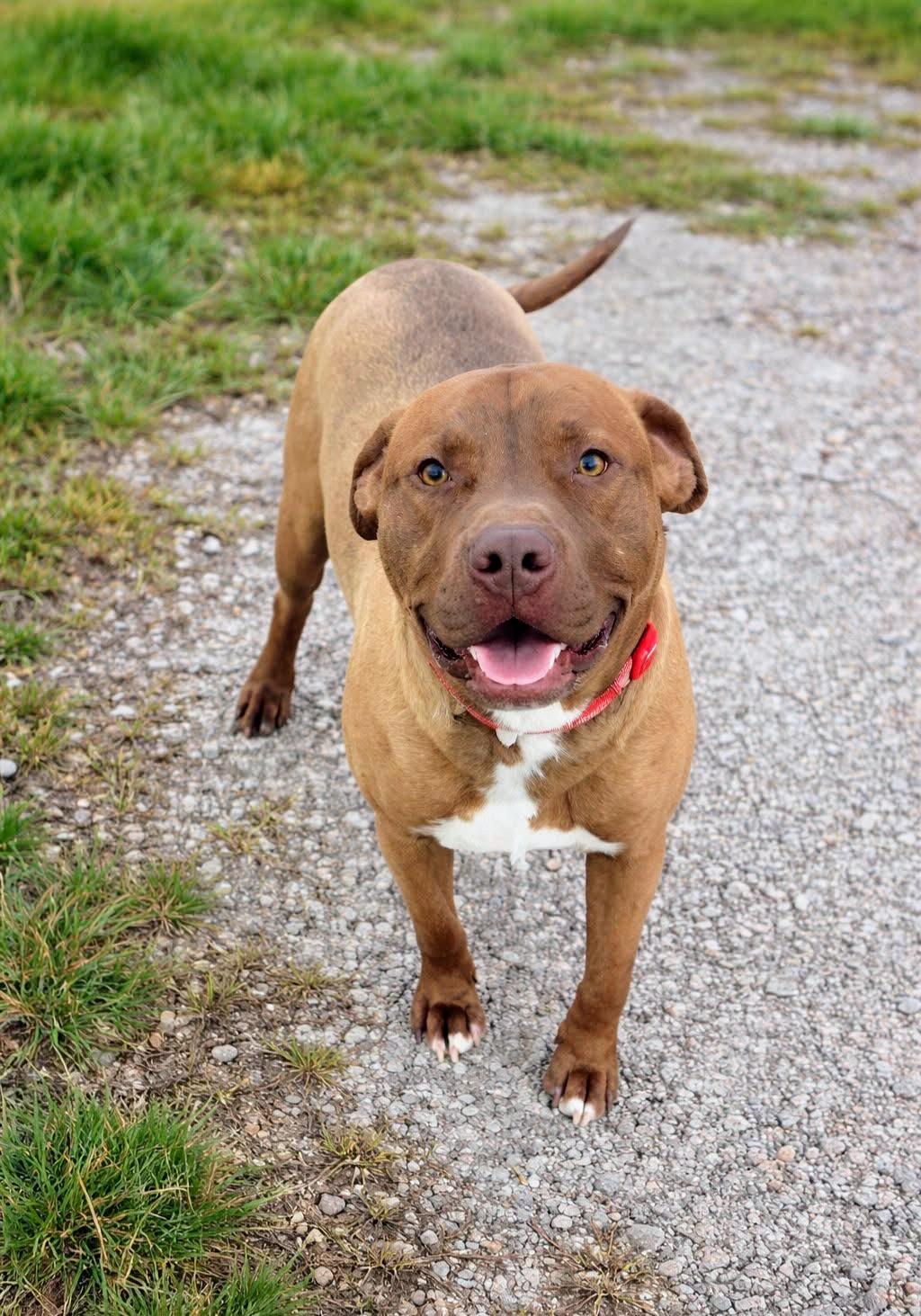 MESA, an adopted mixed breed in Scottsburg, IN image 1/3