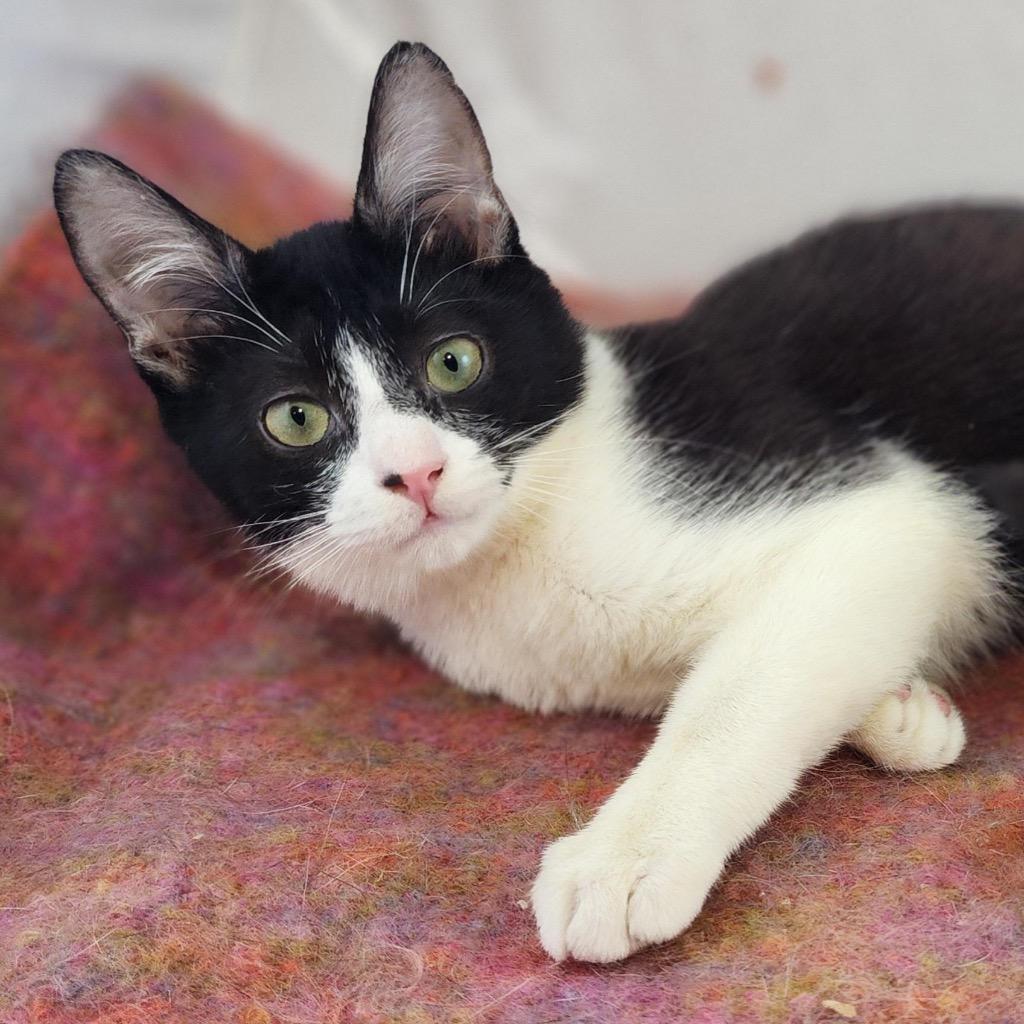 Spike and Junior: Courtesy Post, Adoptable, Kitten Male Domestic Short Hair.