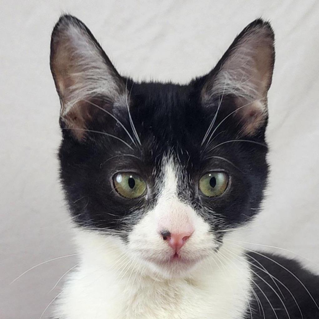 Enlarge Spike and Junior: Courtesy Post, a Adoptable mixed breed in New York, NY image 2/6