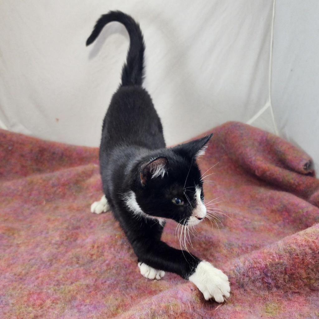 Enlarge Spike and Junior: Courtesy Post, a Adoptable mixed breed in New York, NY image 2/6