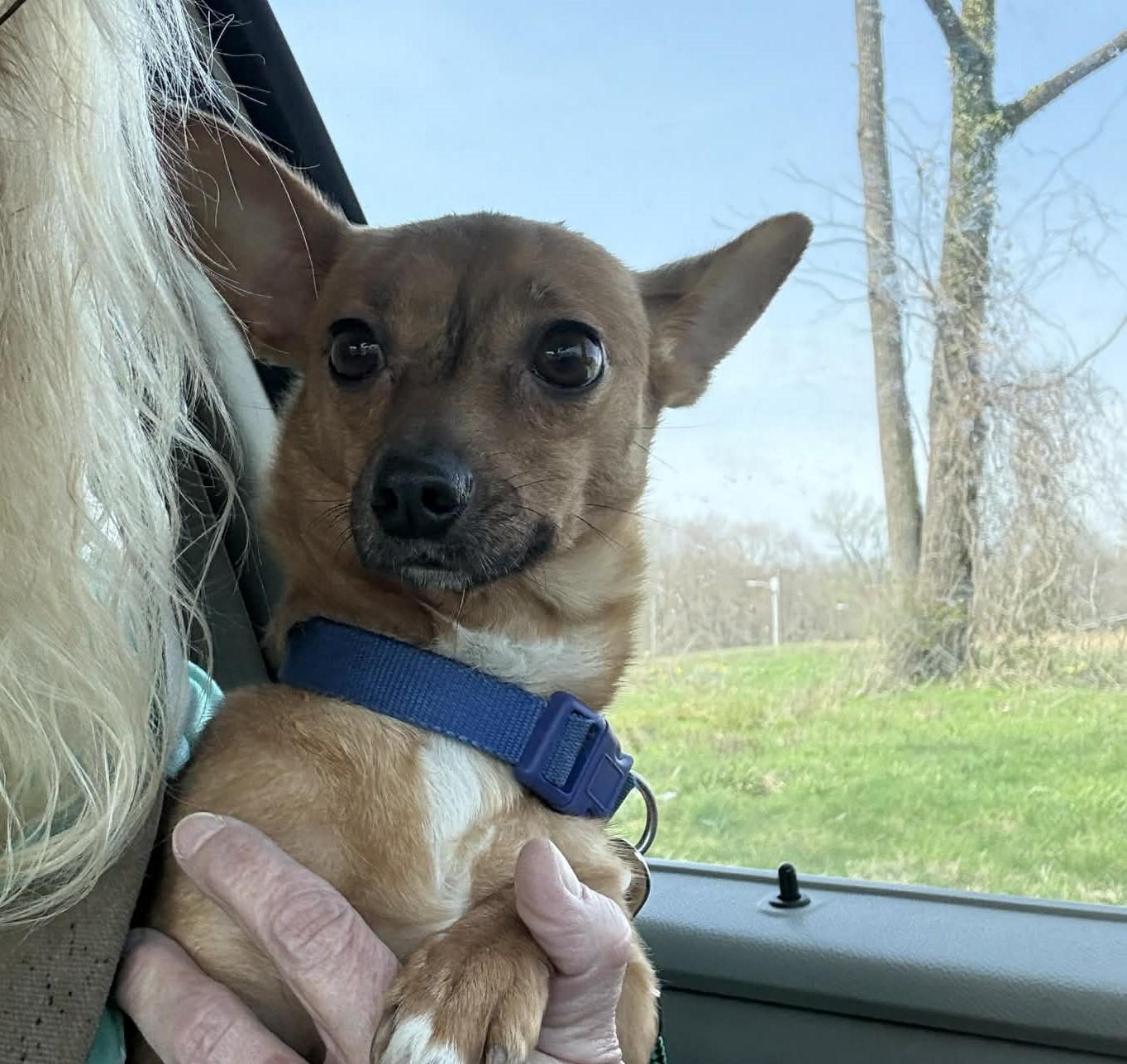 Miller (was killua), a ADOPTABLE mixed breed in Homer Glen, IL image 4/4