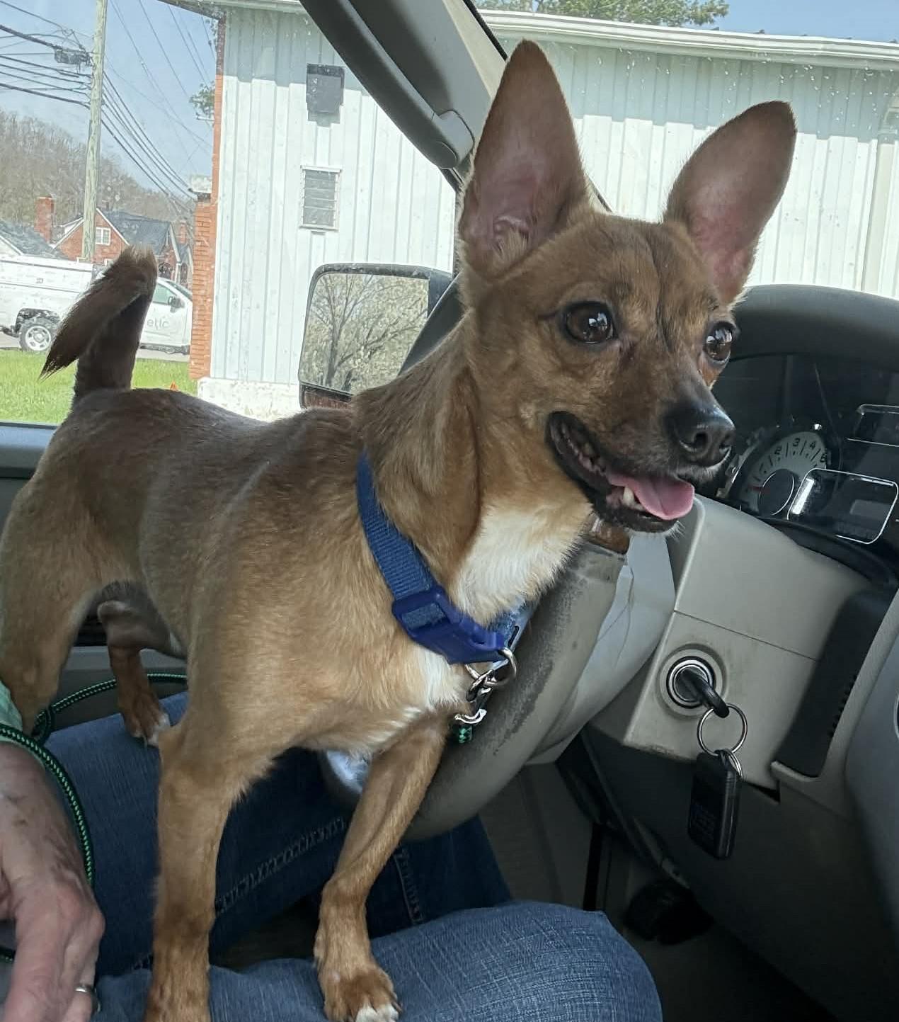 Miller (was killua), a ADOPTABLE mixed breed in Homer Glen, IL image 2/4