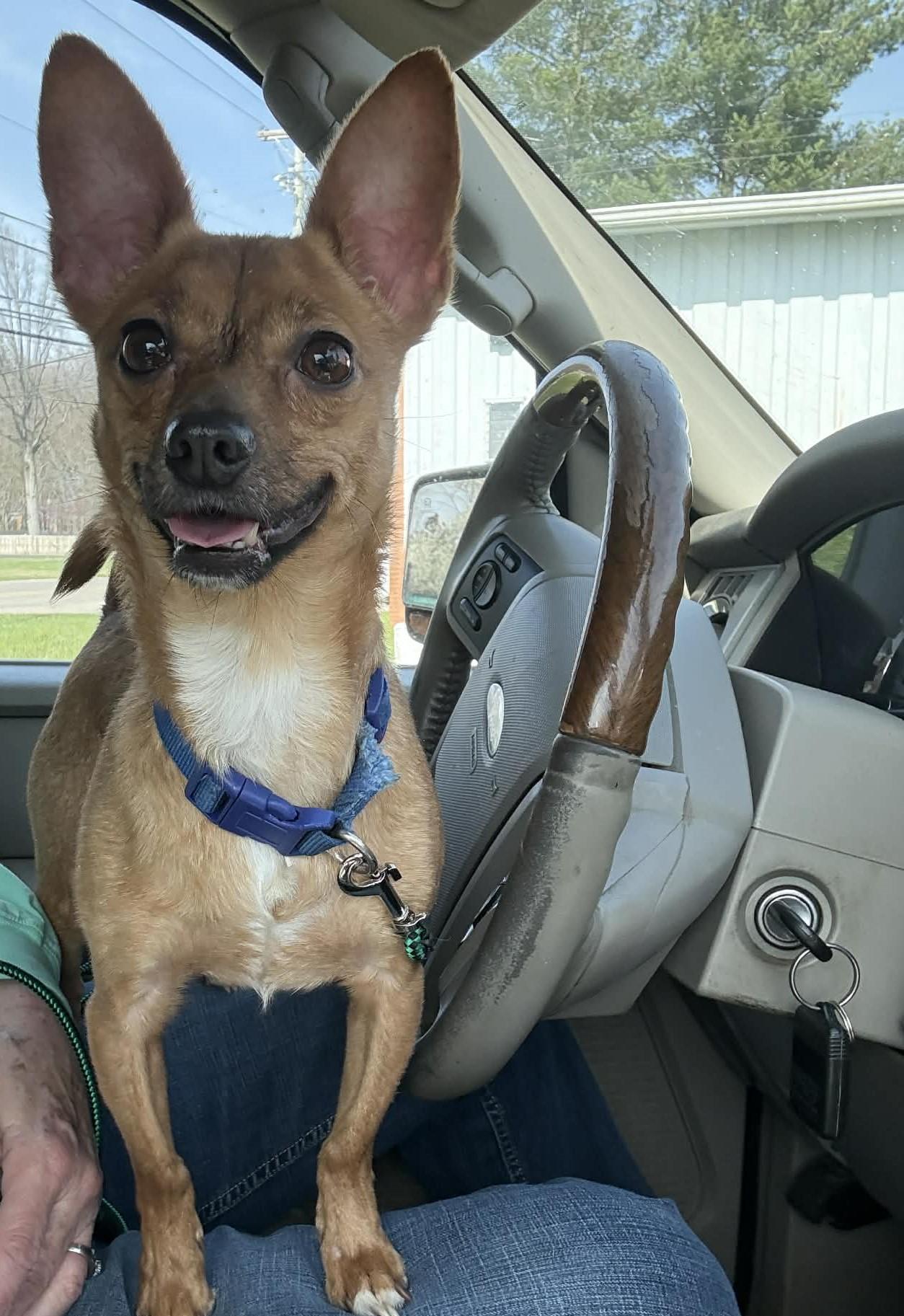 Miller (was killua), a ADOPTABLE mixed breed in Homer Glen, IL image 1/4